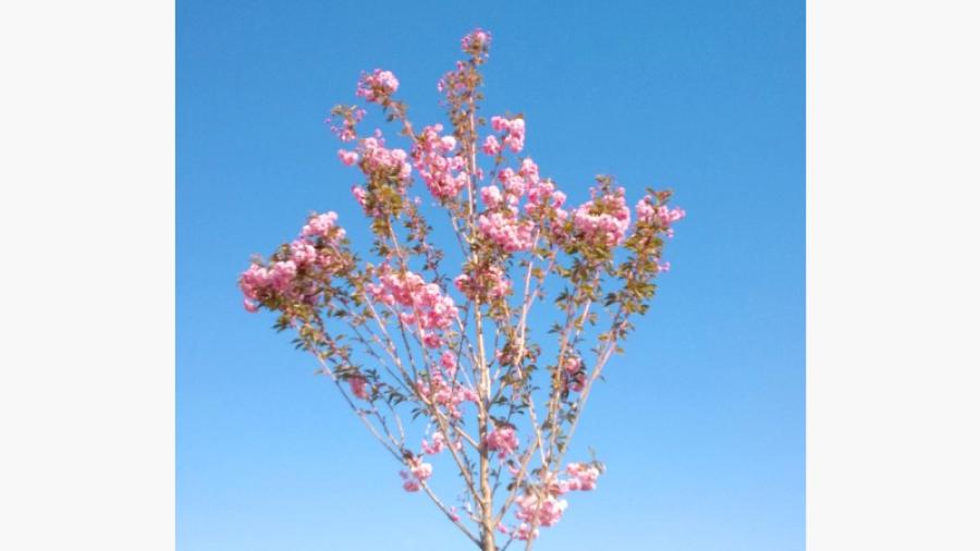 Japanskt körsbärsträd